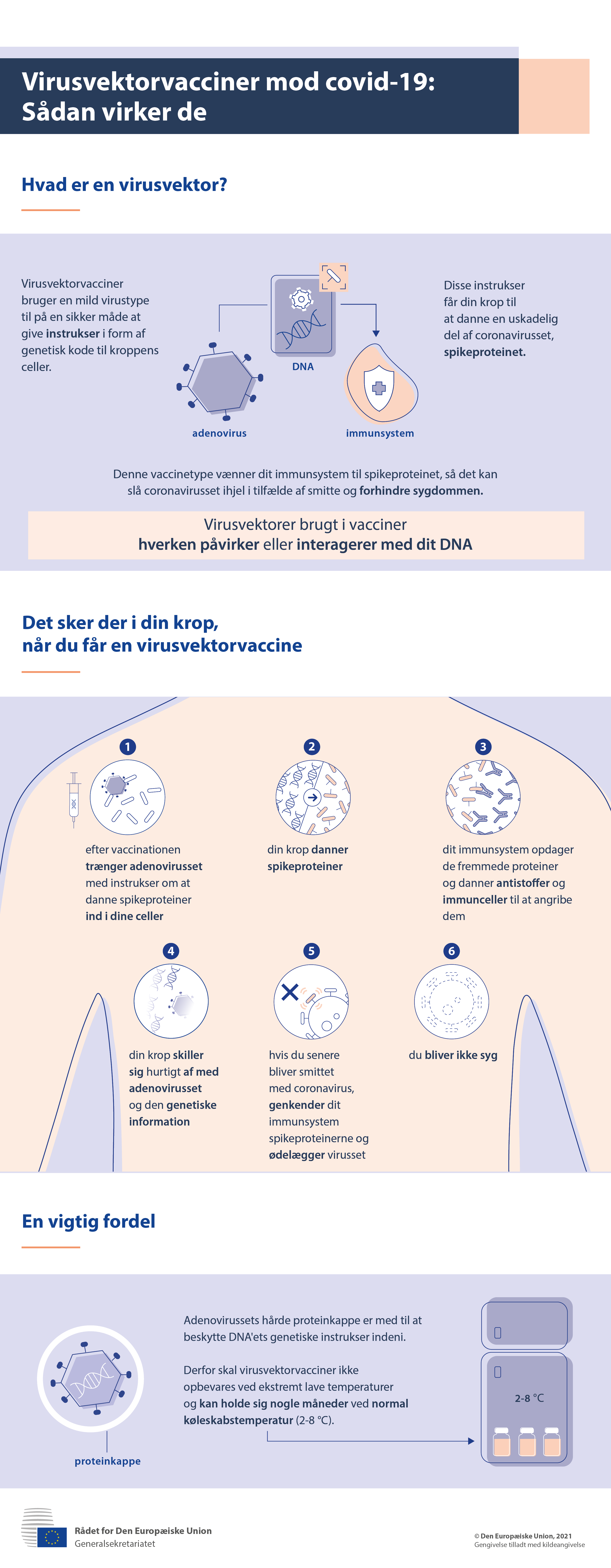 Infografik: hvad er en virusvektorvaccine, og hvad sker der i din krop, når du bliver vaccineret?