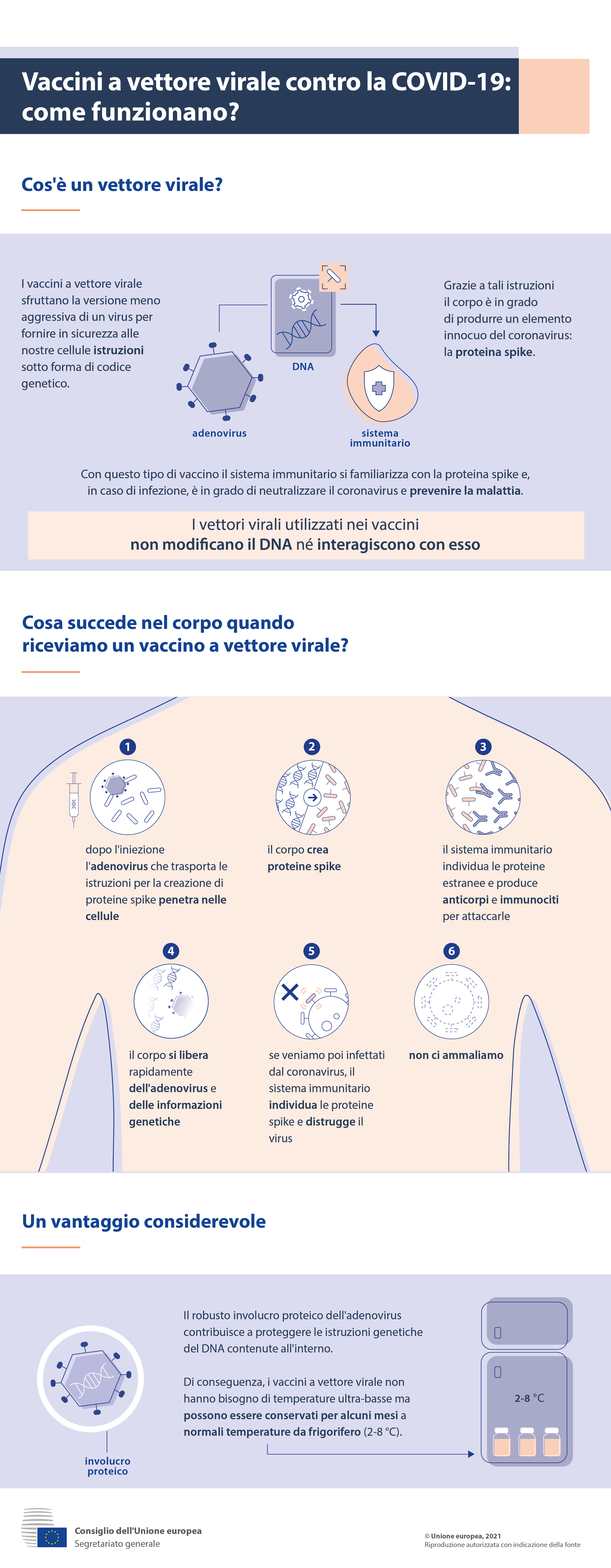Infografica: cos'è un vaccino a vettore virale e cosa succede nel corpo quando ci vacciniamo.